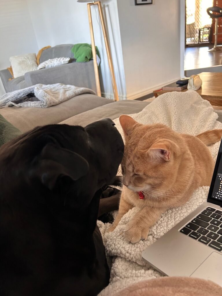 trustedhousesitters